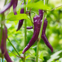 Hot Pepper Seeds - Cayenne Purple