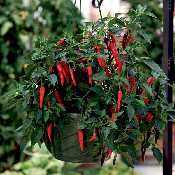 Hot Pepper Seeds - Cayennetta
