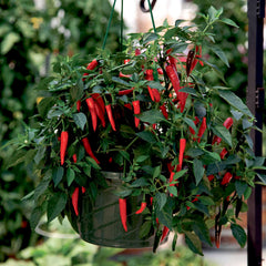 Hot Pepper Seeds - Cayennetta