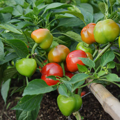 Sweet Pepper Seeds - Chili Pie F1