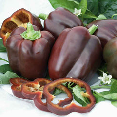 Sweet Pepper Seeds - Chocolate Beauty