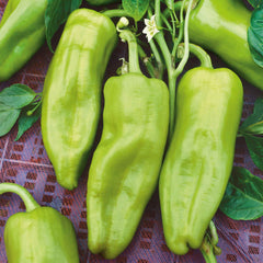 Sweet Pepper Seeds - Cubanelle