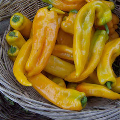 Sweet Pepper Seeds - Golden Marconi