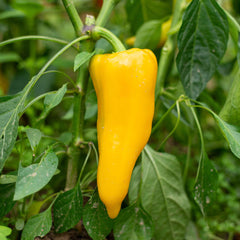 Sweet Pepper Seeds - Golden Marconi