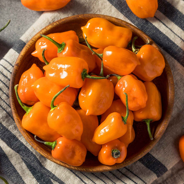 Hot Pepper Seeds - Habanero Orange