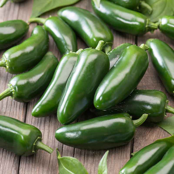 Hot Pepper Seeds (Organic) - Jalapeno Early