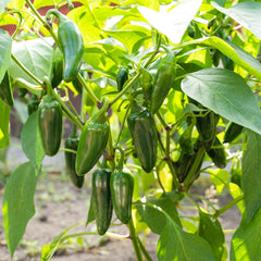 Hot Pepper Seeds - Jalapeno Tam