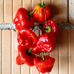 Hot Pepper Seeds - Jamaica Hot Red