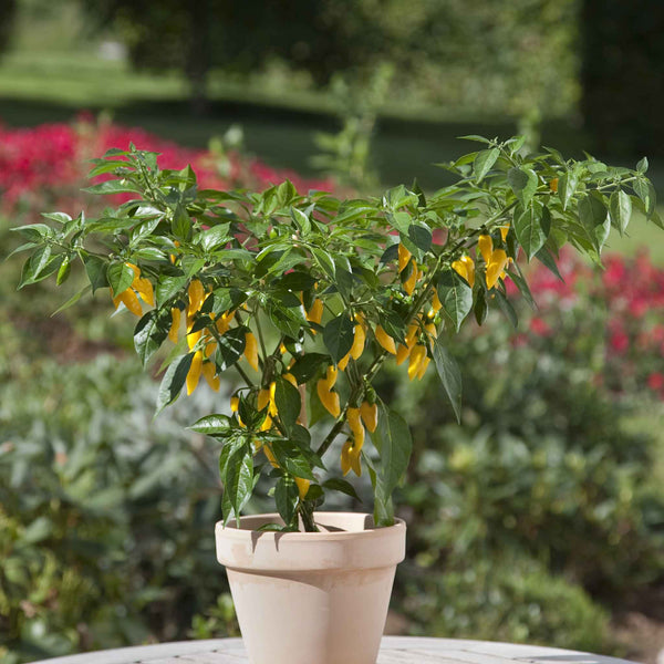 Hot Pepper Seeds - Kitchen Minis™ Hot Lemon Zest