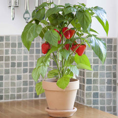 Sweet Pepper Seeds - Kitchen Minis™ 'Fresh Bites Red'