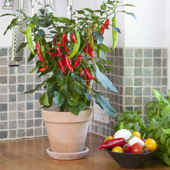 Hot Pepper Seeds - Kitchen Minis™ 'Hot Fajita'