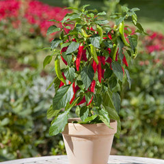 Hot Pepper Seeds - Kitchen Minis™ 'Hot Fajita'