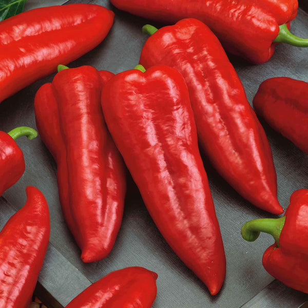 Sweet Pepper Seeds - Marconi Red