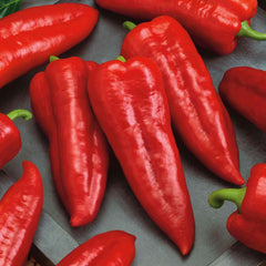 Sweet Pepper Seeds - Marconi Red
