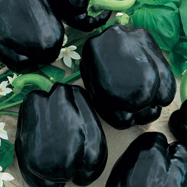 Sweet Pepper Seeds - Merlot F1