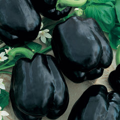 Sweet Pepper Seeds - Merlot F1