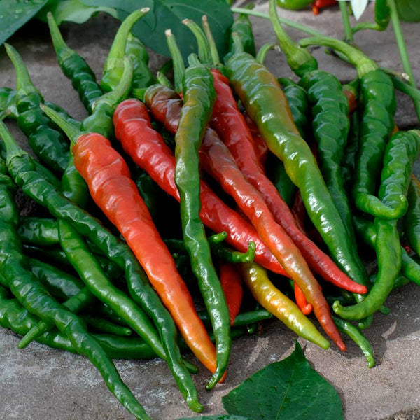 Hot Pepper Seeds (Organic) - Cayenne Long Red Thin