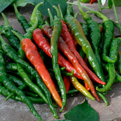 Hot Pepper Seeds (Organic) - Cayenne Long Red Thin