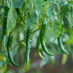 Hot Pepper Seeds (Organic) - Cayenne Long Red Thin