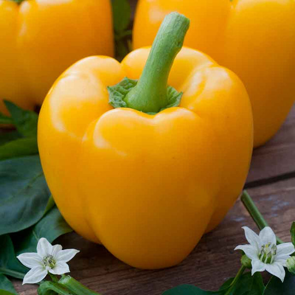 Sweet Pepper Seeds (Organic) - Golden Cal Wonder