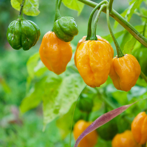 Hot Pepper Seeds (Organic) - Habanero Orange