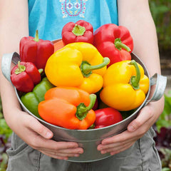 Sweet Pepper Seeds (Organic) - Rainbow Bell Blend