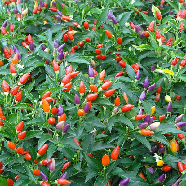 Ornamental Pepper Seeds - Mix