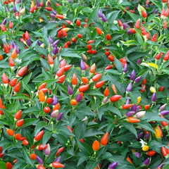 Ornamental Pepper Seeds - Mix