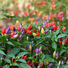 Ornamental Pepper Seeds - Mix