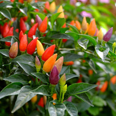 Ornamental Pepper Seeds - Mix