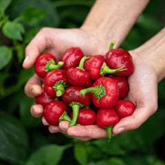 Hot Pepper Seeds - Red Cherry Hot