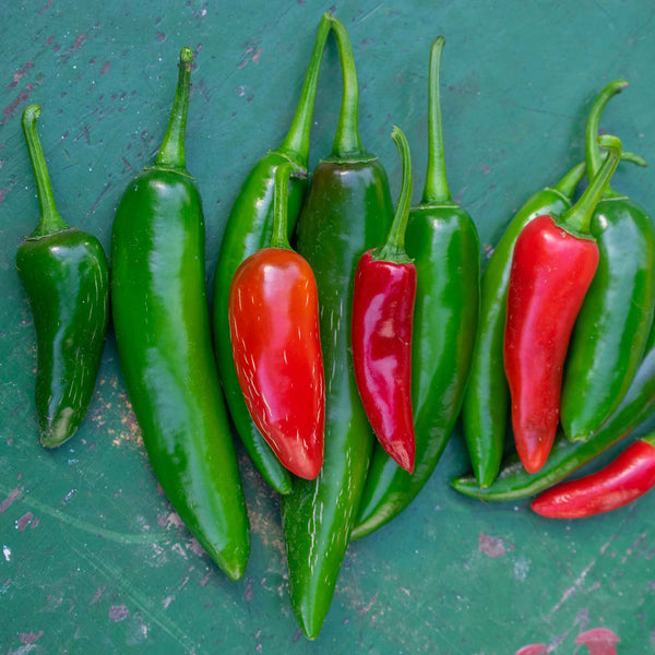 Hot Pepper Seeds - Serrano Tampiqueno