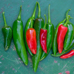 Hot Pepper Seeds - Serrano Tampiqueno