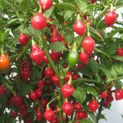 Hot Pepper Seeds - Spinning Tops