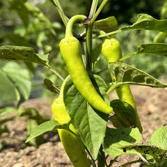 Sweet Pepper Seeds - Sweet Banana