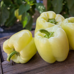 Sweet Pepper Seeds - Valahia F1