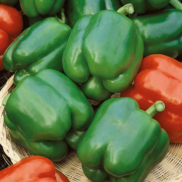 Sweet Pepper Seeds - Yolo Wonder