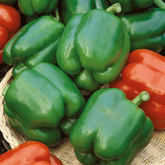 Sweet Pepper Seeds - Yolo Wonder