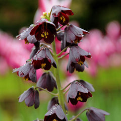 Dark & Stormy Flower Bulb Collection