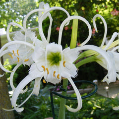 Peruvian Daffodil