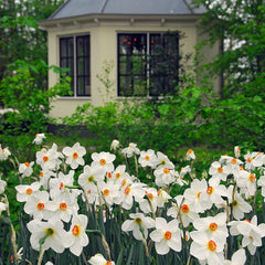Pheasant's Eye Daffodil