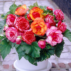 Picotee Begonia Mix