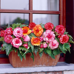 Picotee Begonia Mix