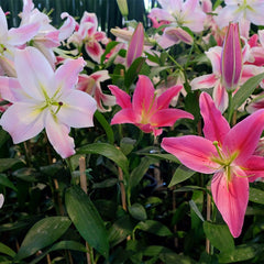 Blushing Asiatic Lily Mix