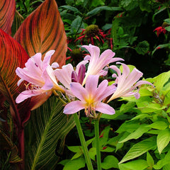 Magic Spider Lily Bulb Collection