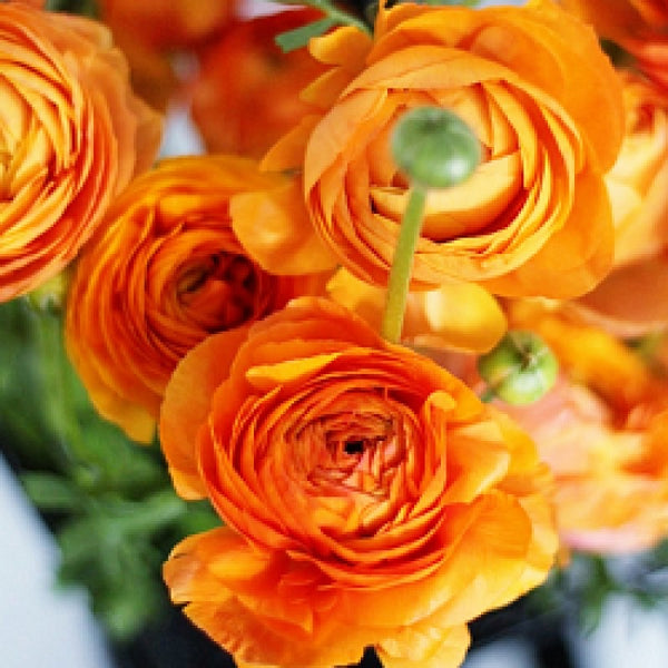 Orange Ranunculus  Corms Bulbs Growing Bonsai Roots Rhizomes Tubers Potted Planting Reblooming Fragrant Garden Species Blooms Flower Seeds Plant Gardening