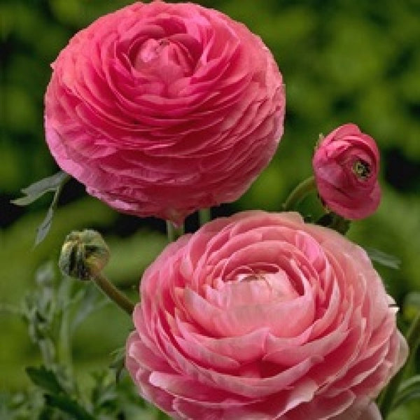 Pink Ranunculus Corms Bulbs Persian Buttercup Growing Bonsai Roots Rhizomes Tubers Potted Planting Reblooming Fragrant Garden Species Blooms Flower Seeds Plant Gardening