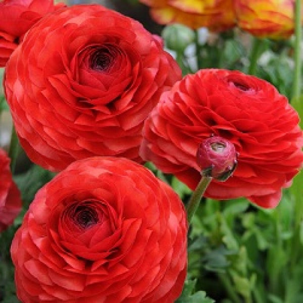 Ranunculus Red Corms Bulbs Growing Bonsai Roots Rhizomes Tubers Potted Planting Reblooming Fragrant Garden Species Blooms Flower Seeds Plant Gardening