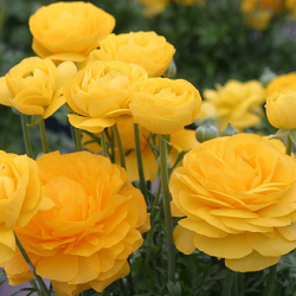 Cloni Ranunculus Yellow Ranunculus Yellow Corms Bulbs Growing Bonsai Roots Rhizomes Tubers ...