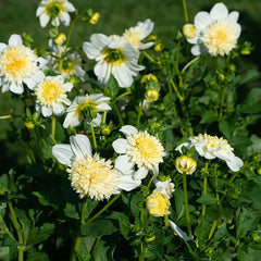 Banana Cream Pie Dahlia Collection